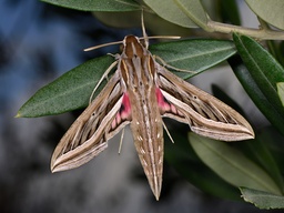Hippotion celerio