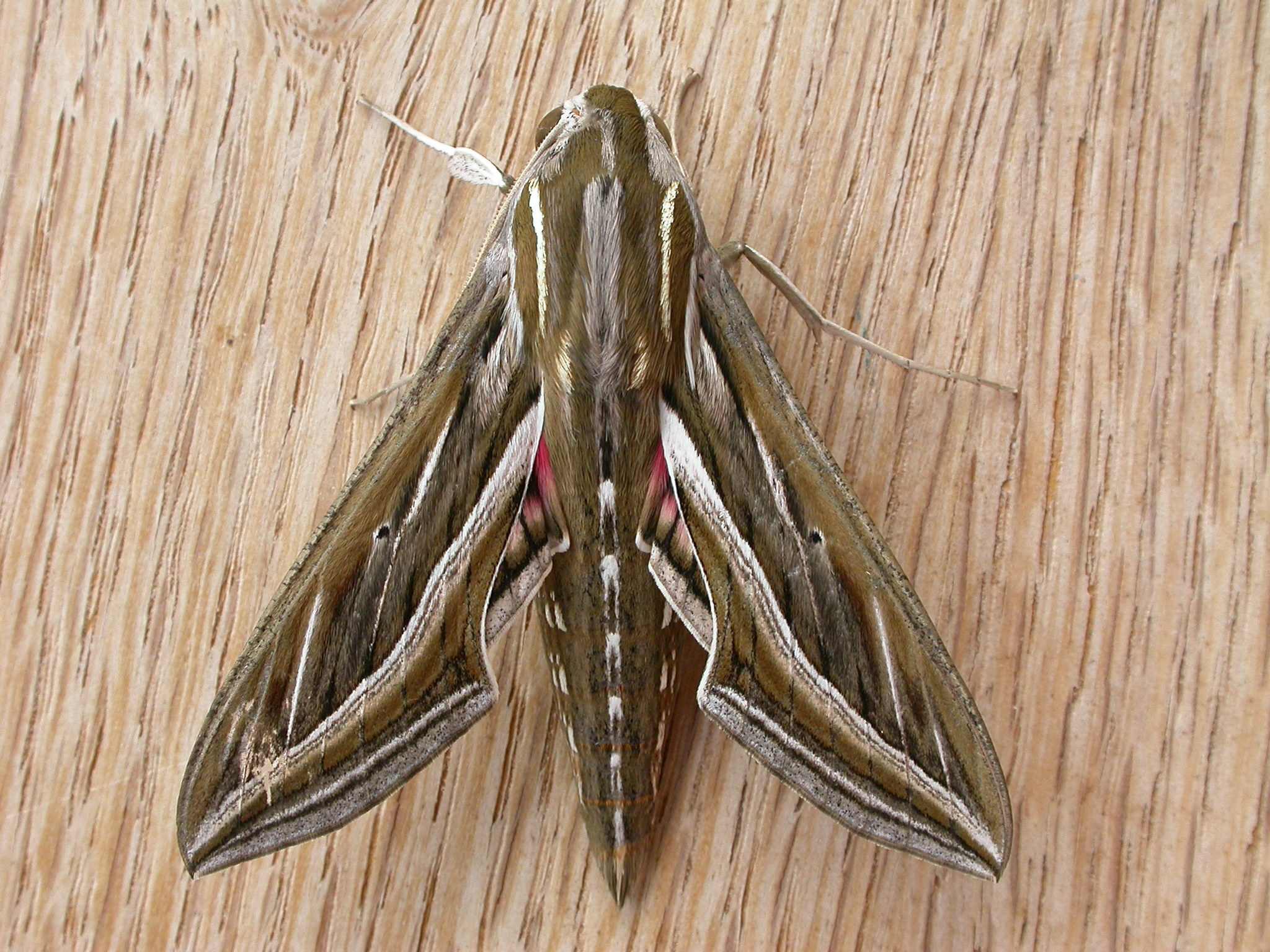 Hippotion celerio