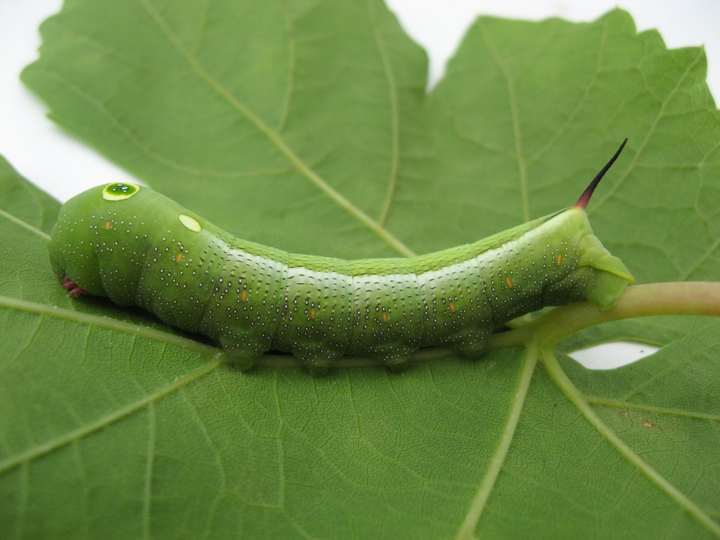 Hippotion celerio