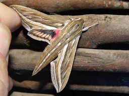 Hippotion celerio