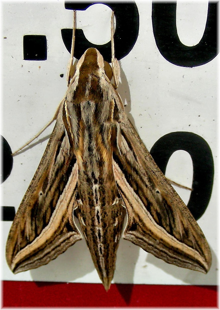 Hippotion celerio