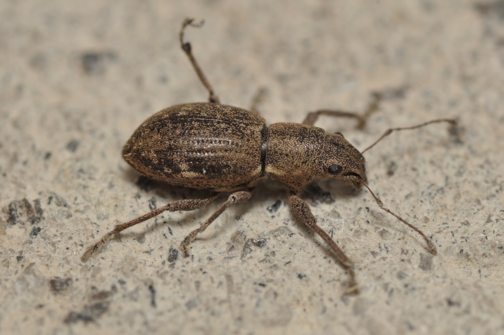 Pantomorus