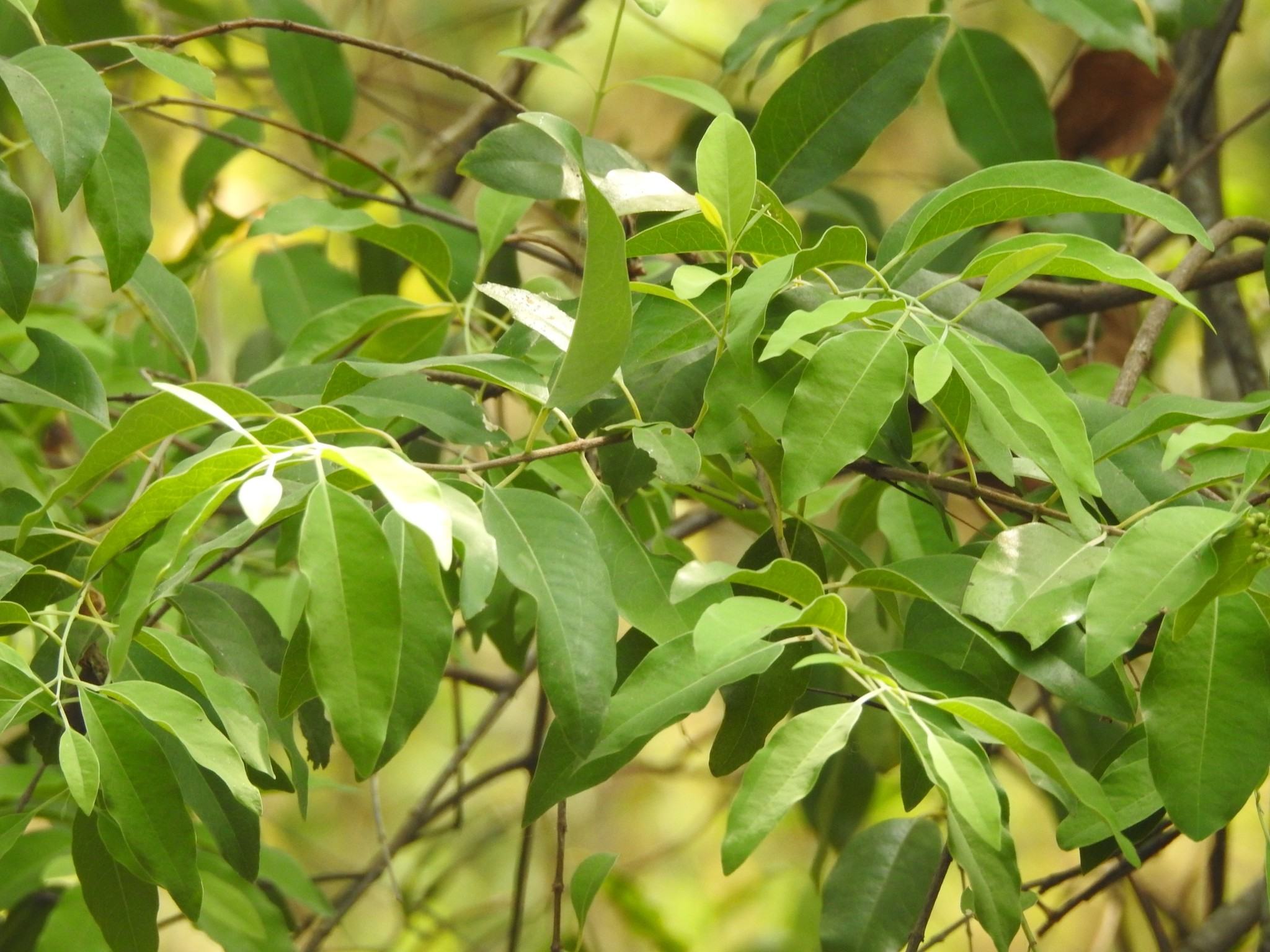 Santalum album