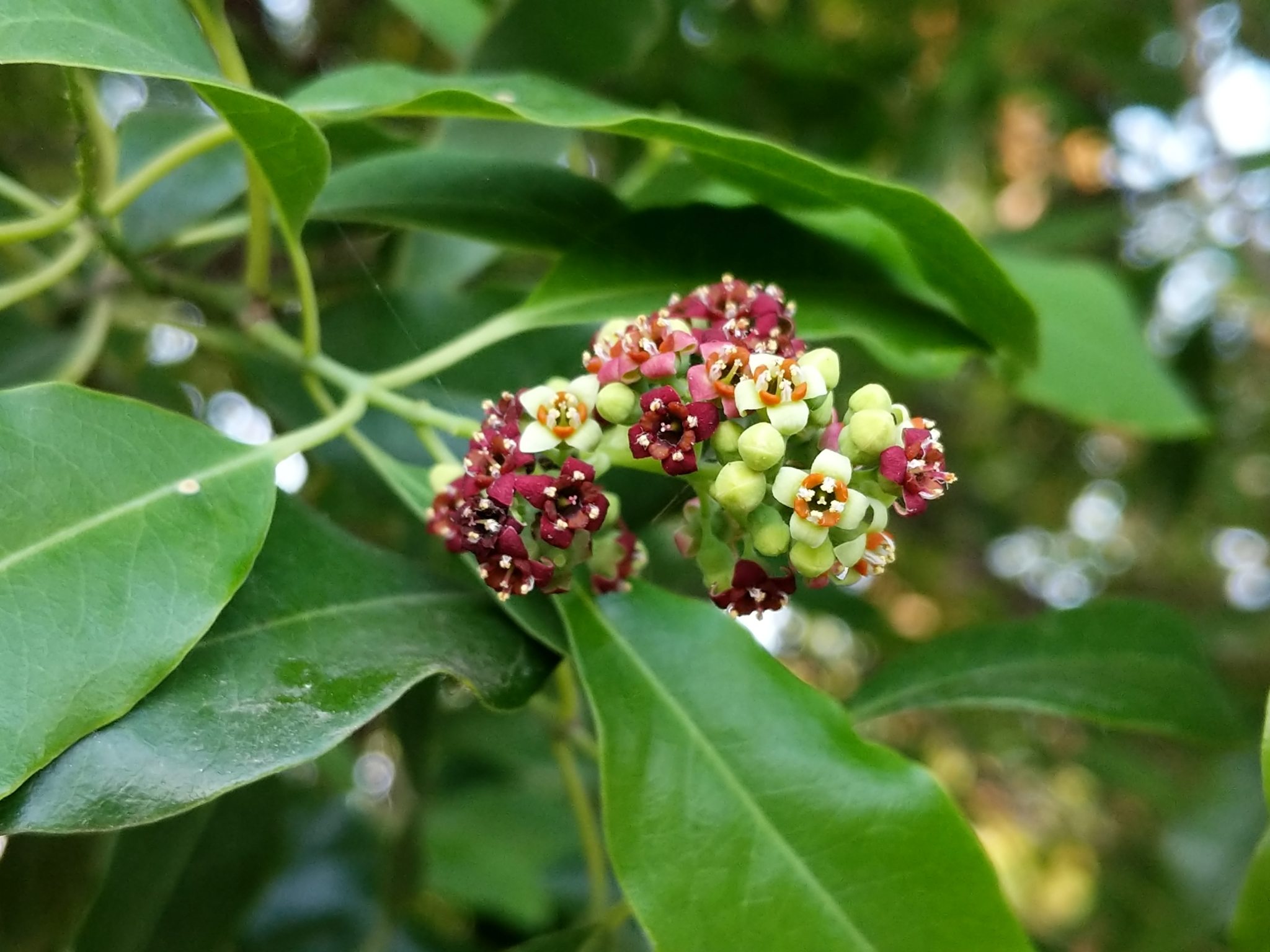 Santalum album