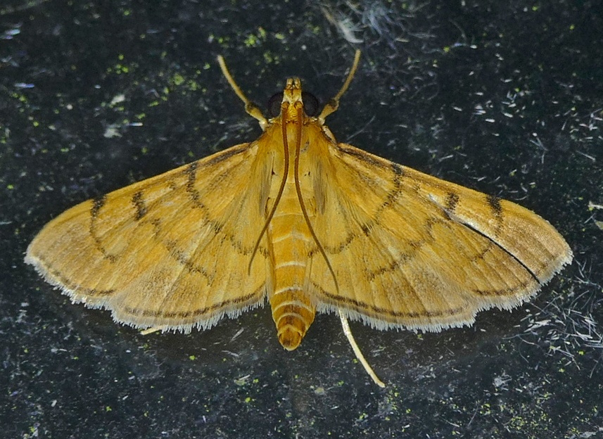 Omiodes indicata
