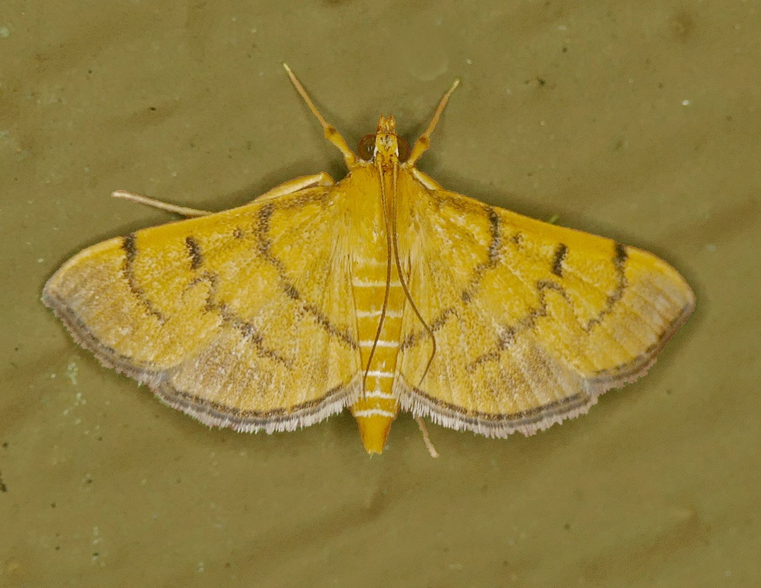 Omiodes indicata