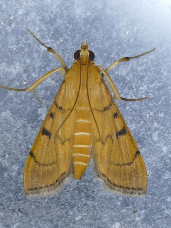 Omiodes indicata