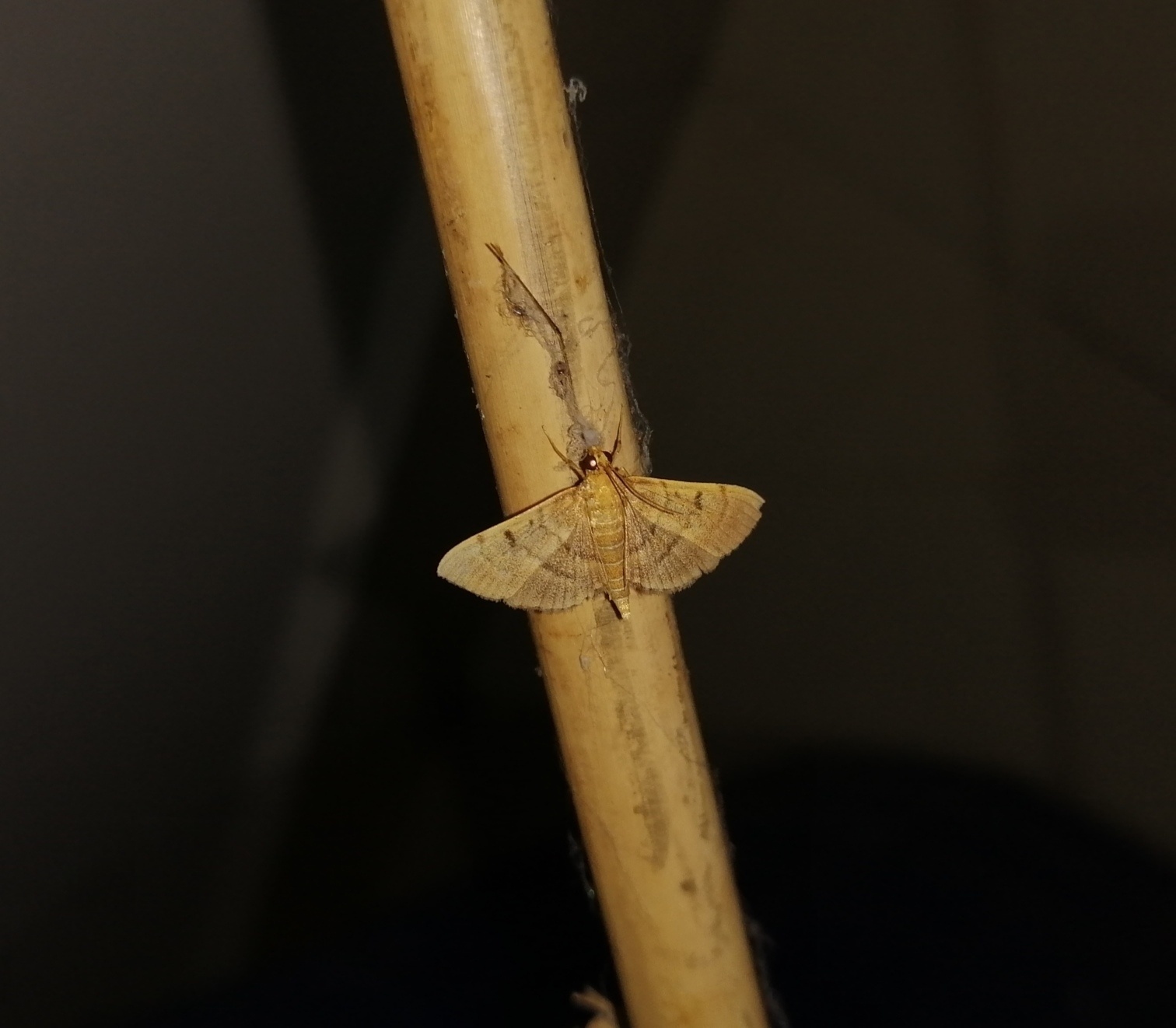Omiodes indicata