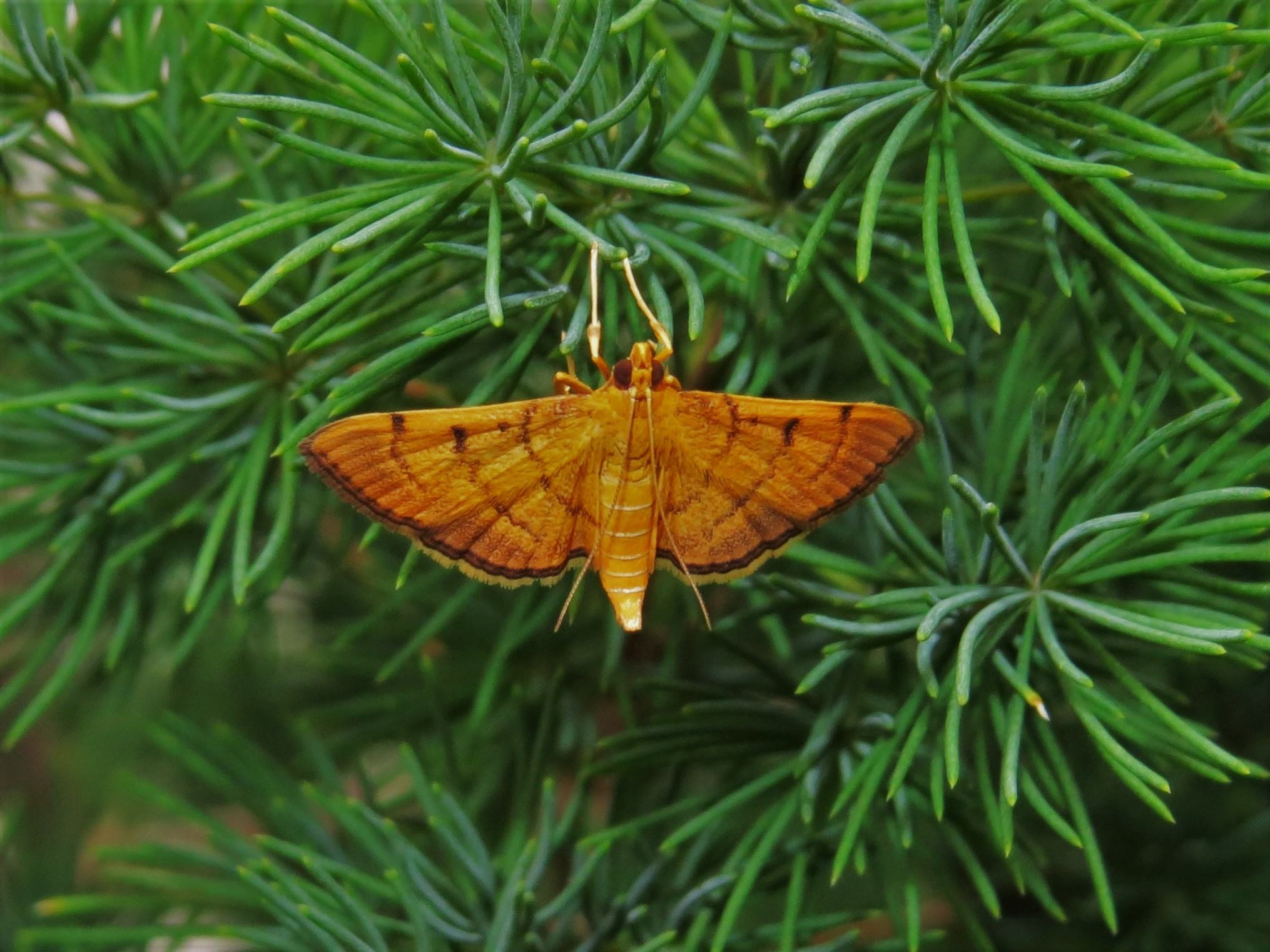 Omiodes indicata