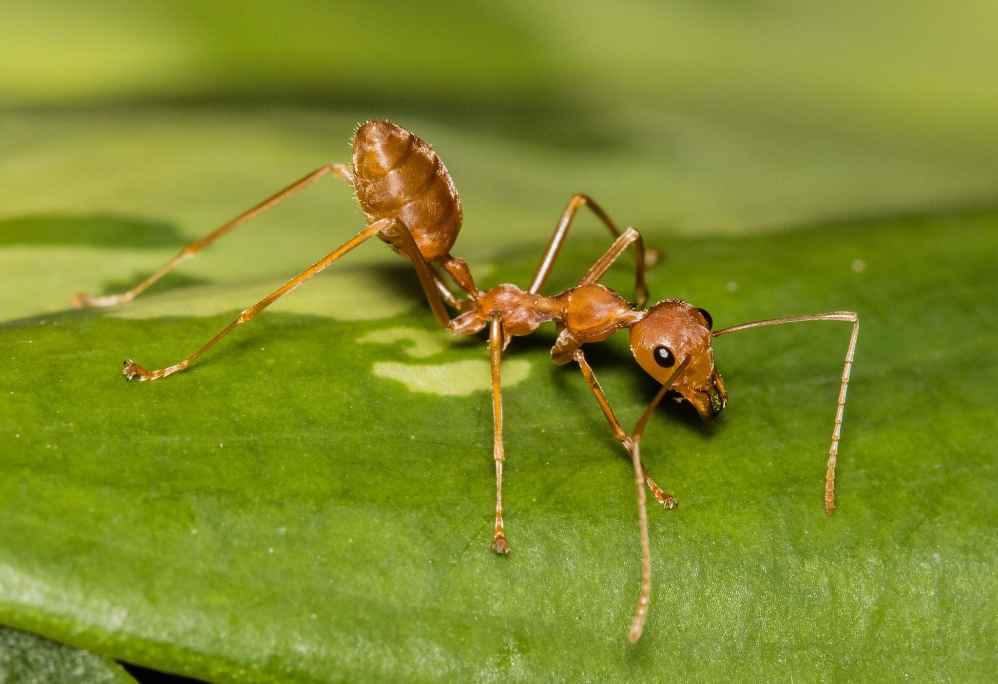 Oecophylla smaragdina