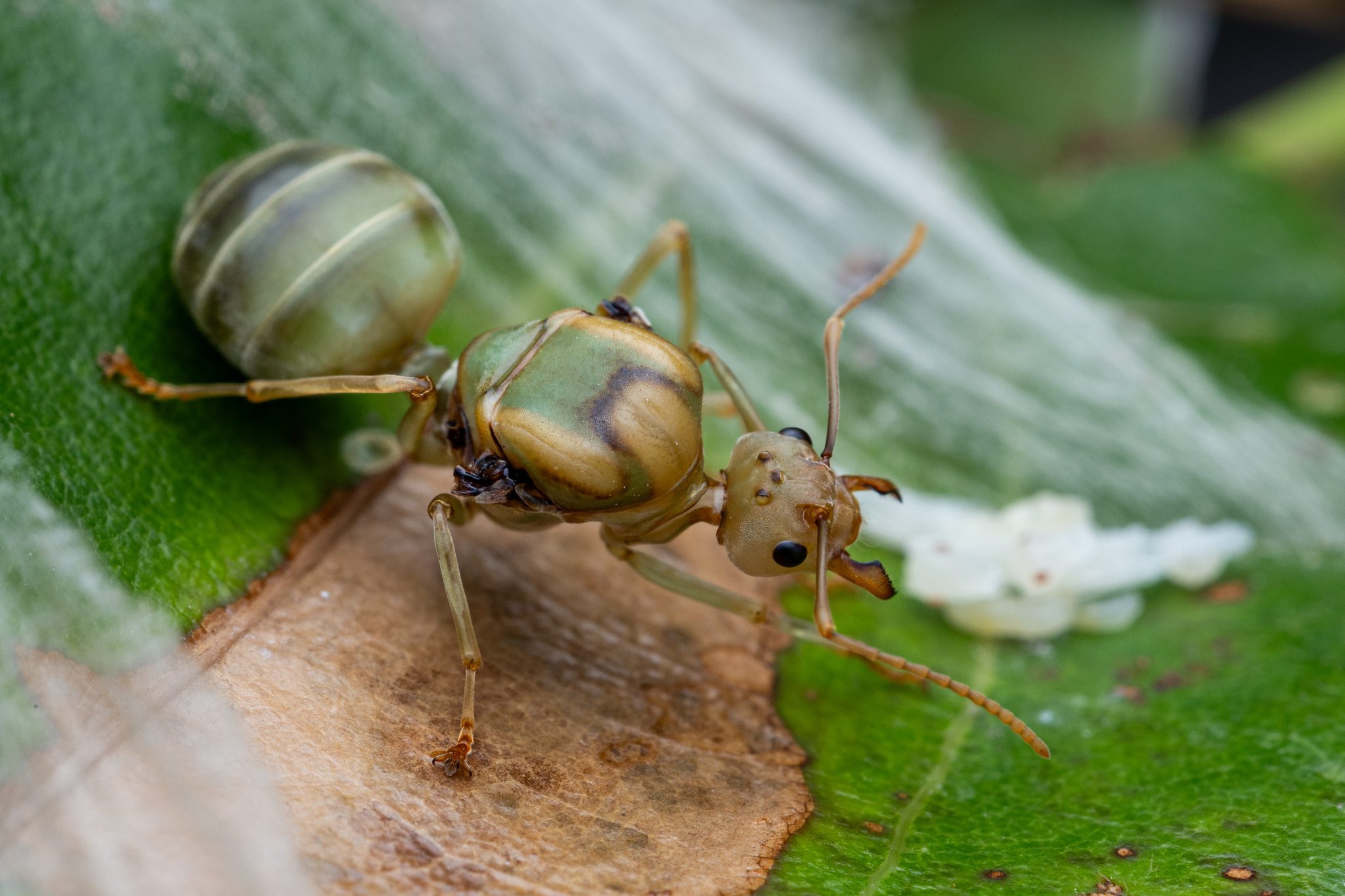 Oecophylla smaragdina