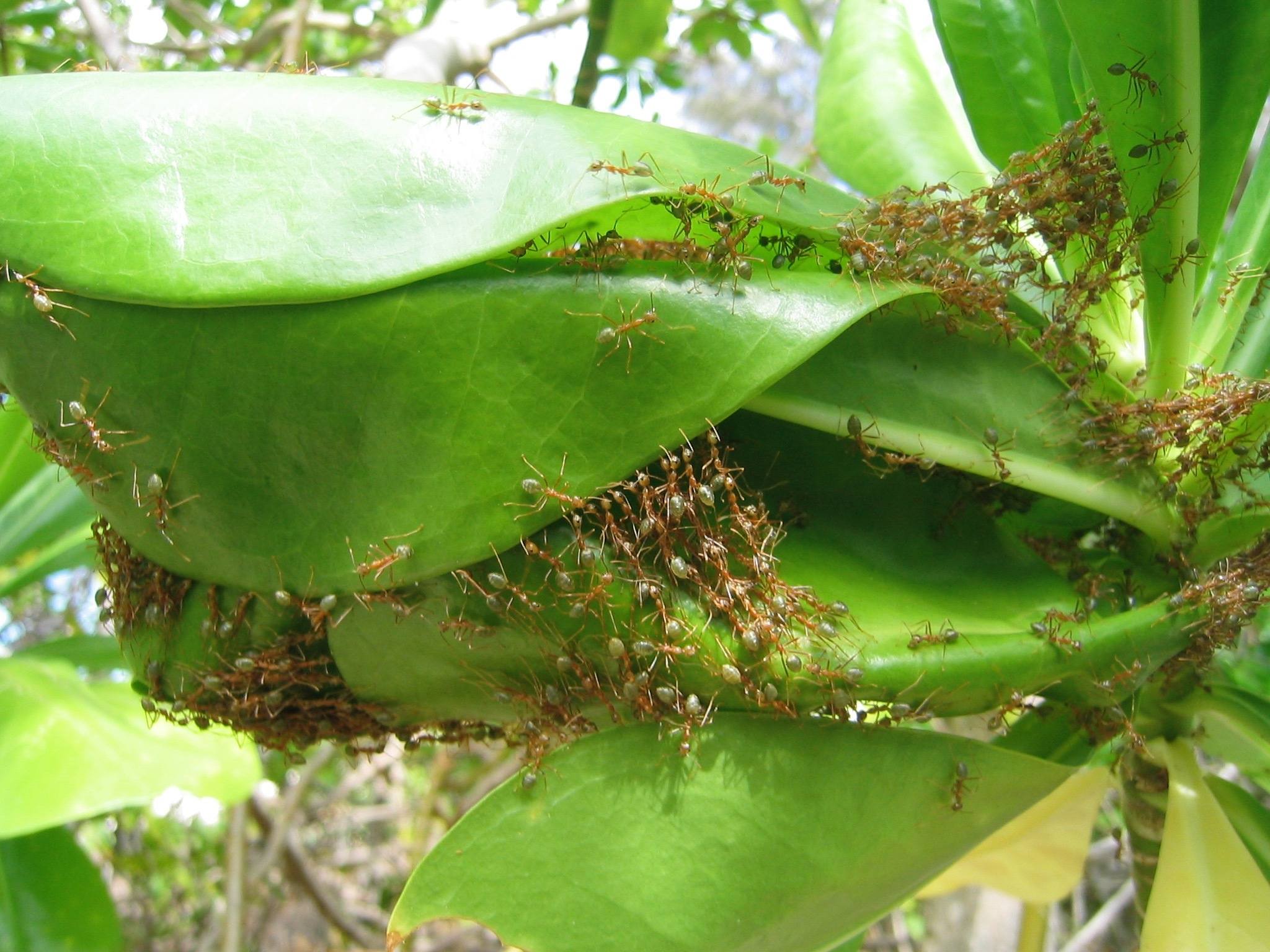 Oecophylla smaragdina