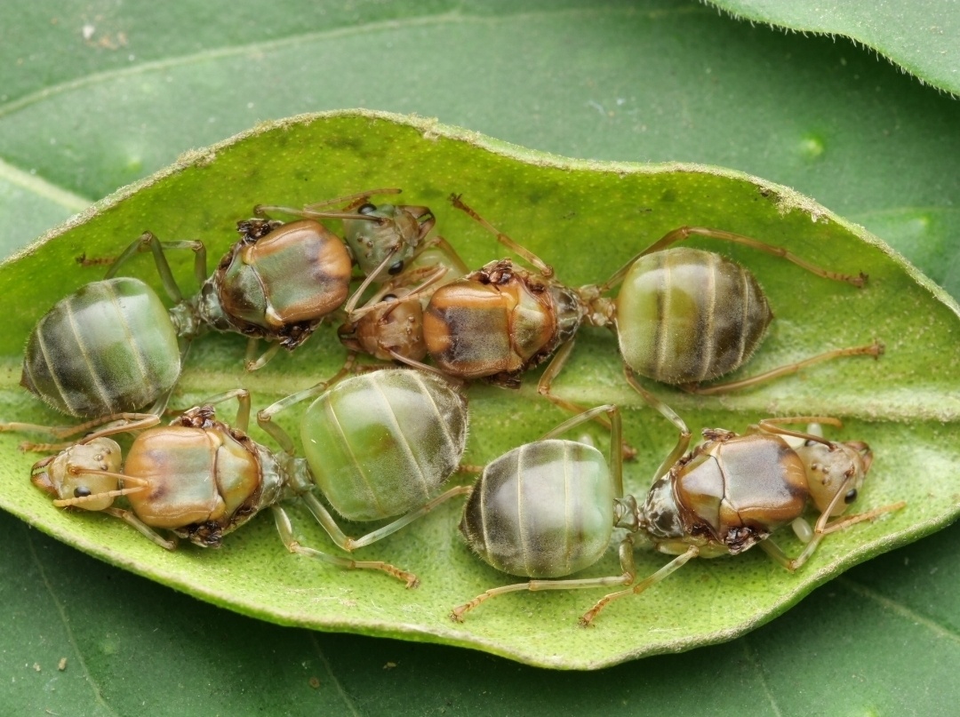 Oecophylla smaragdina