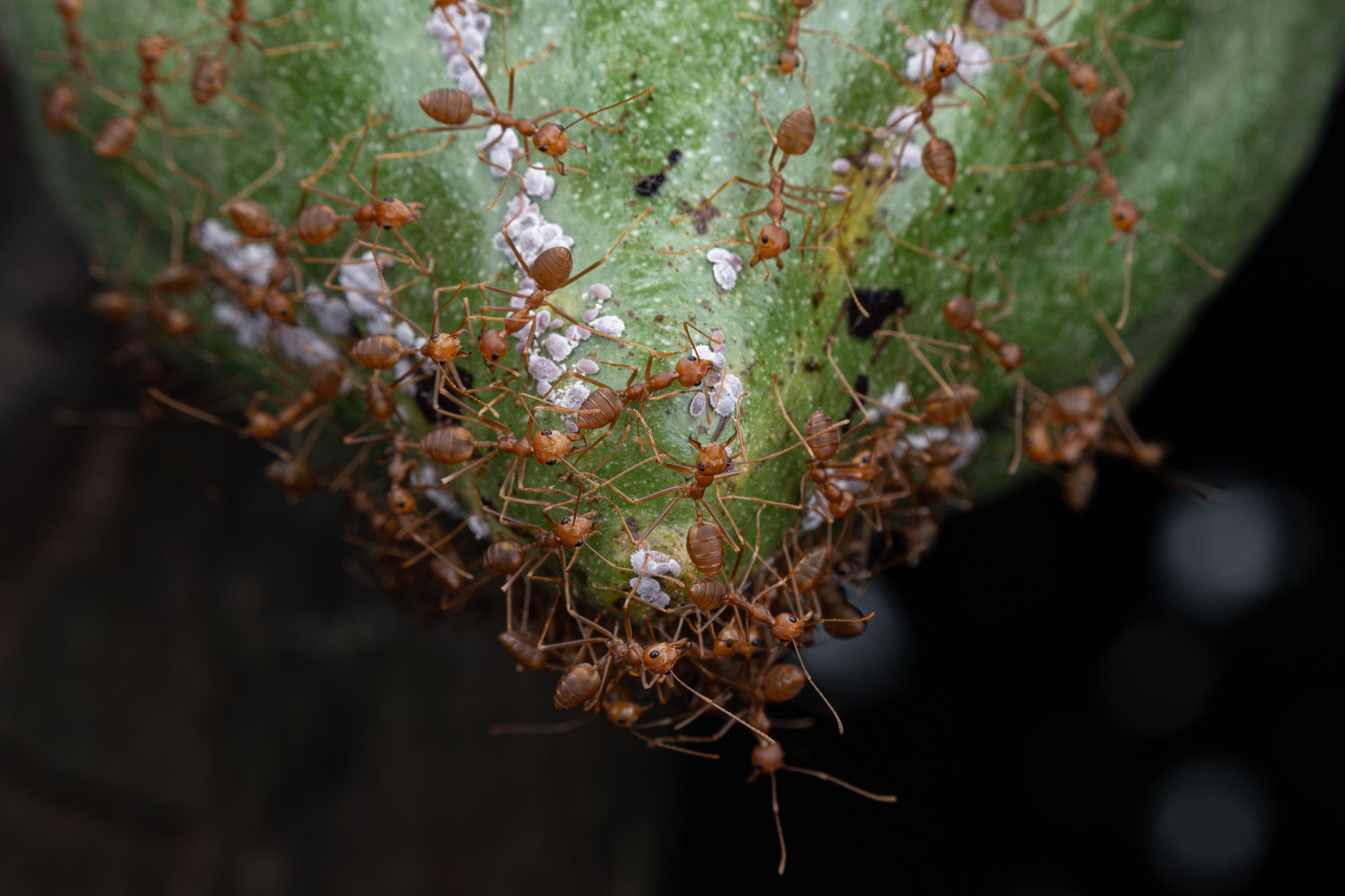 Oecophylla smaragdina