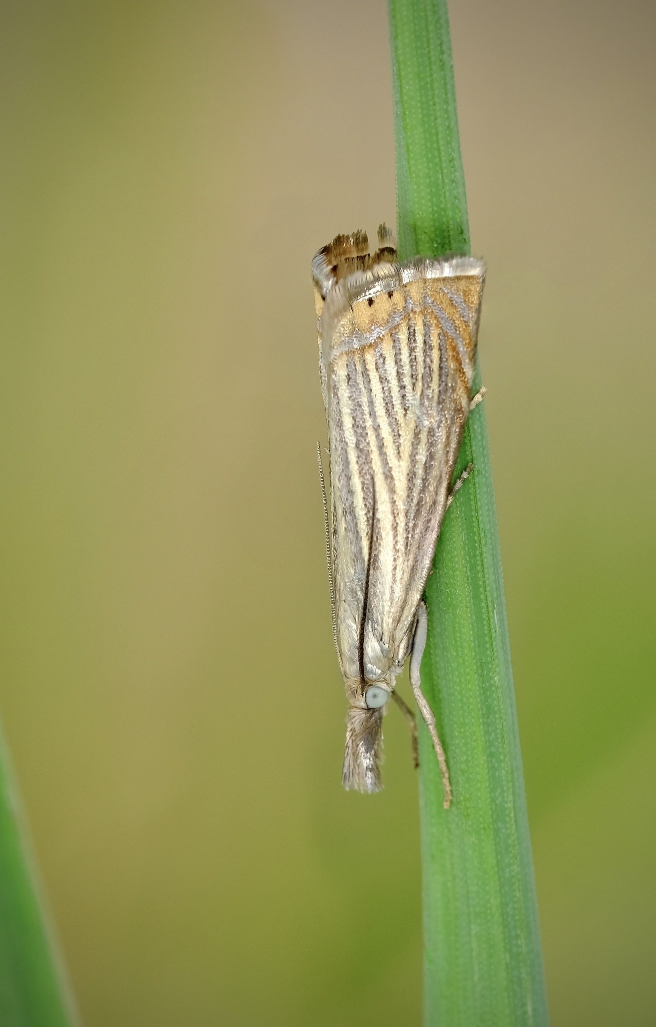 Crambus
