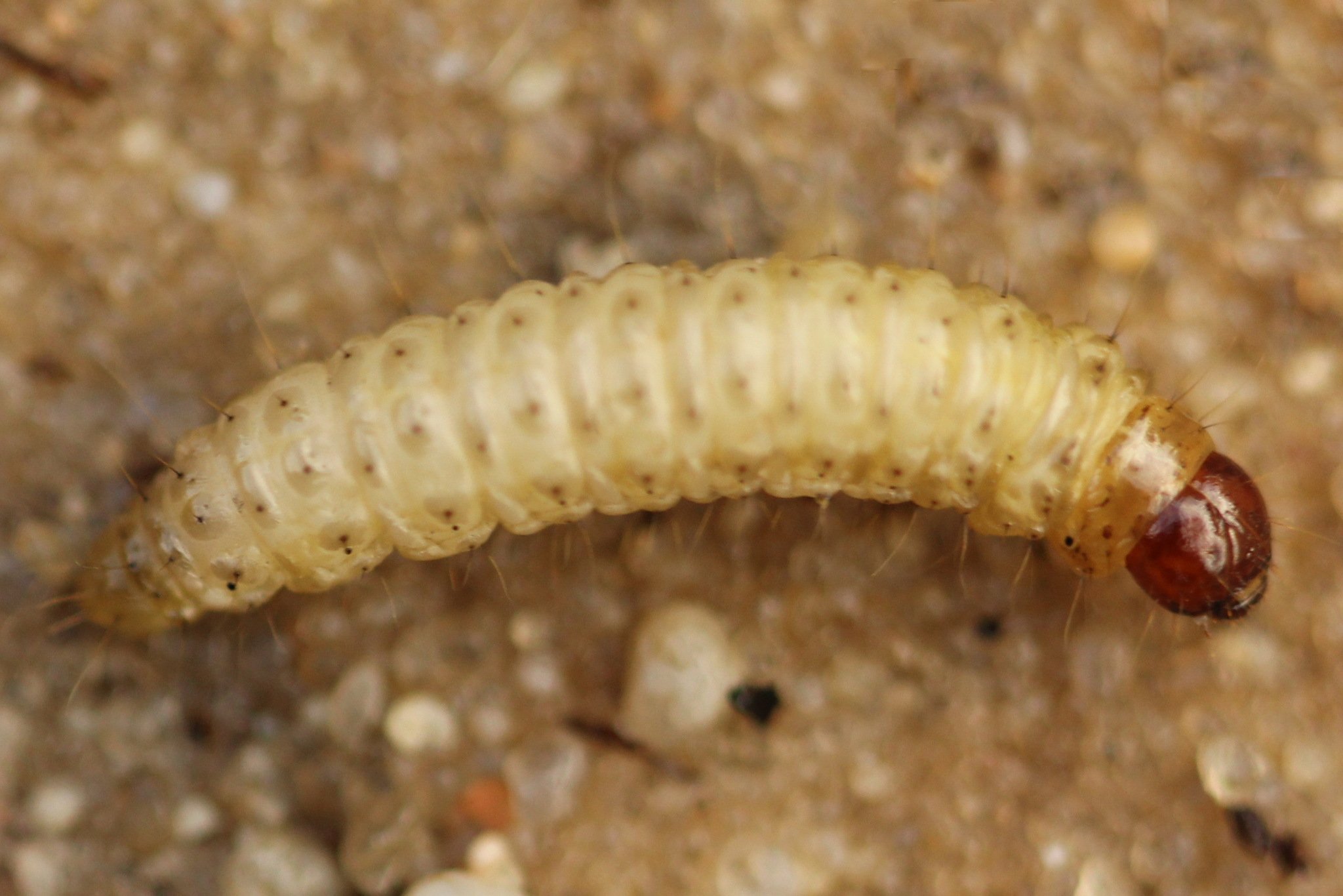 Crambus