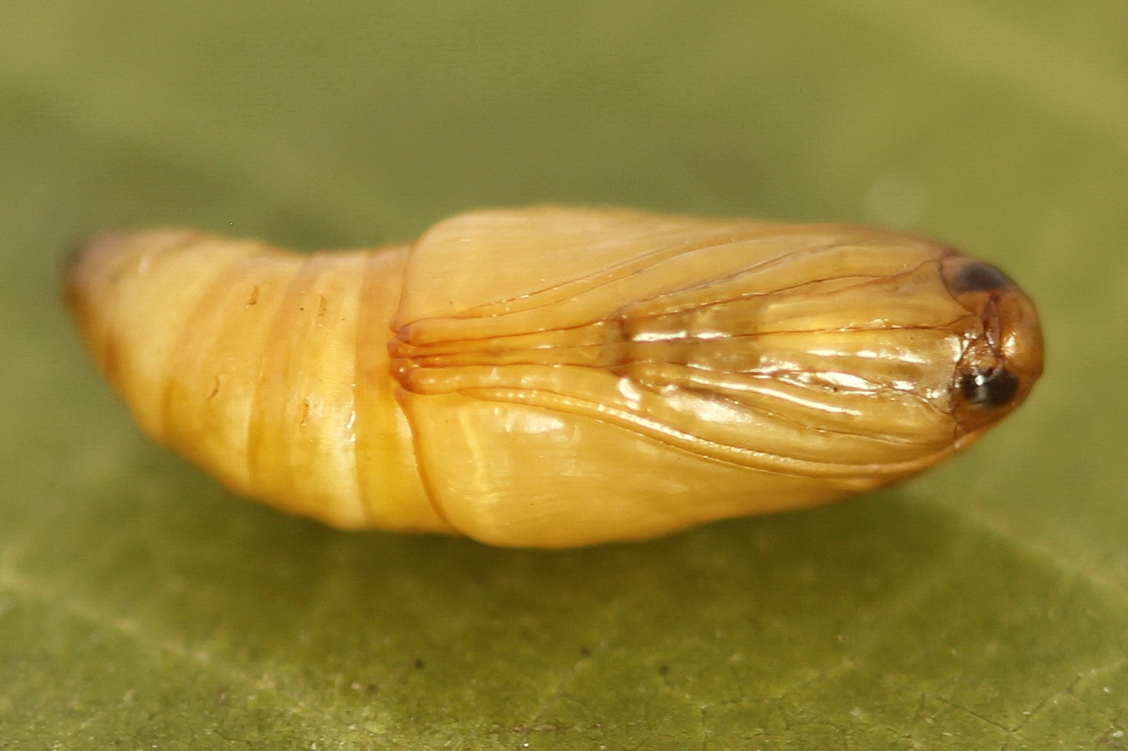 Crambus