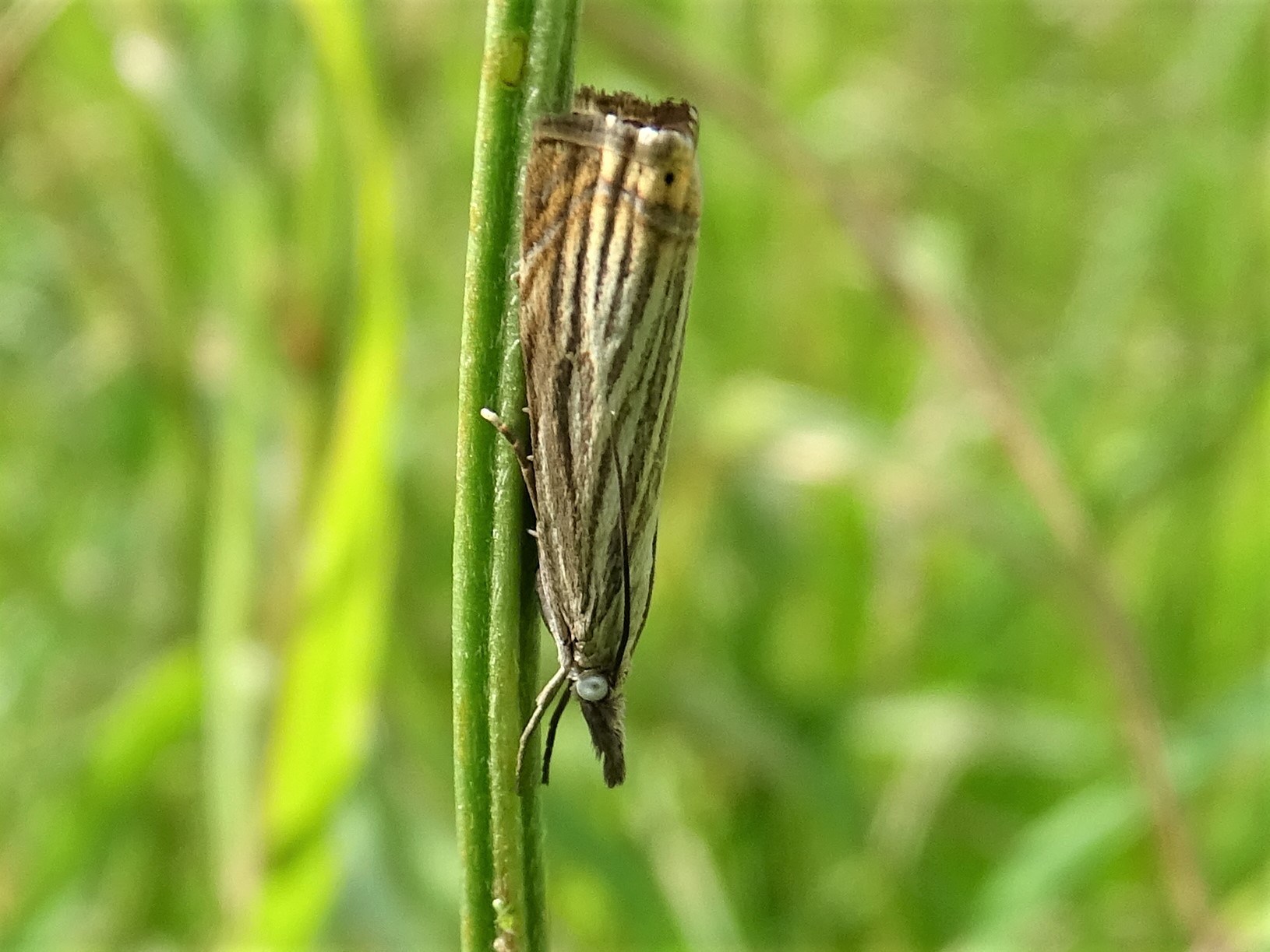 Crambus