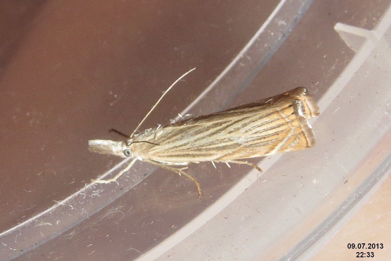 Crambus
