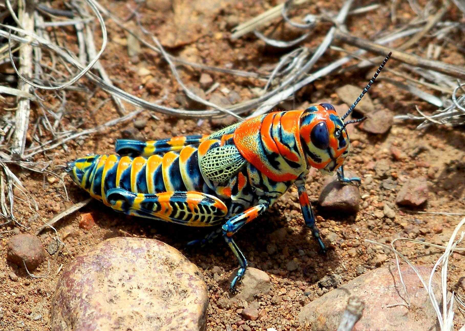 Dactylotum bicolor