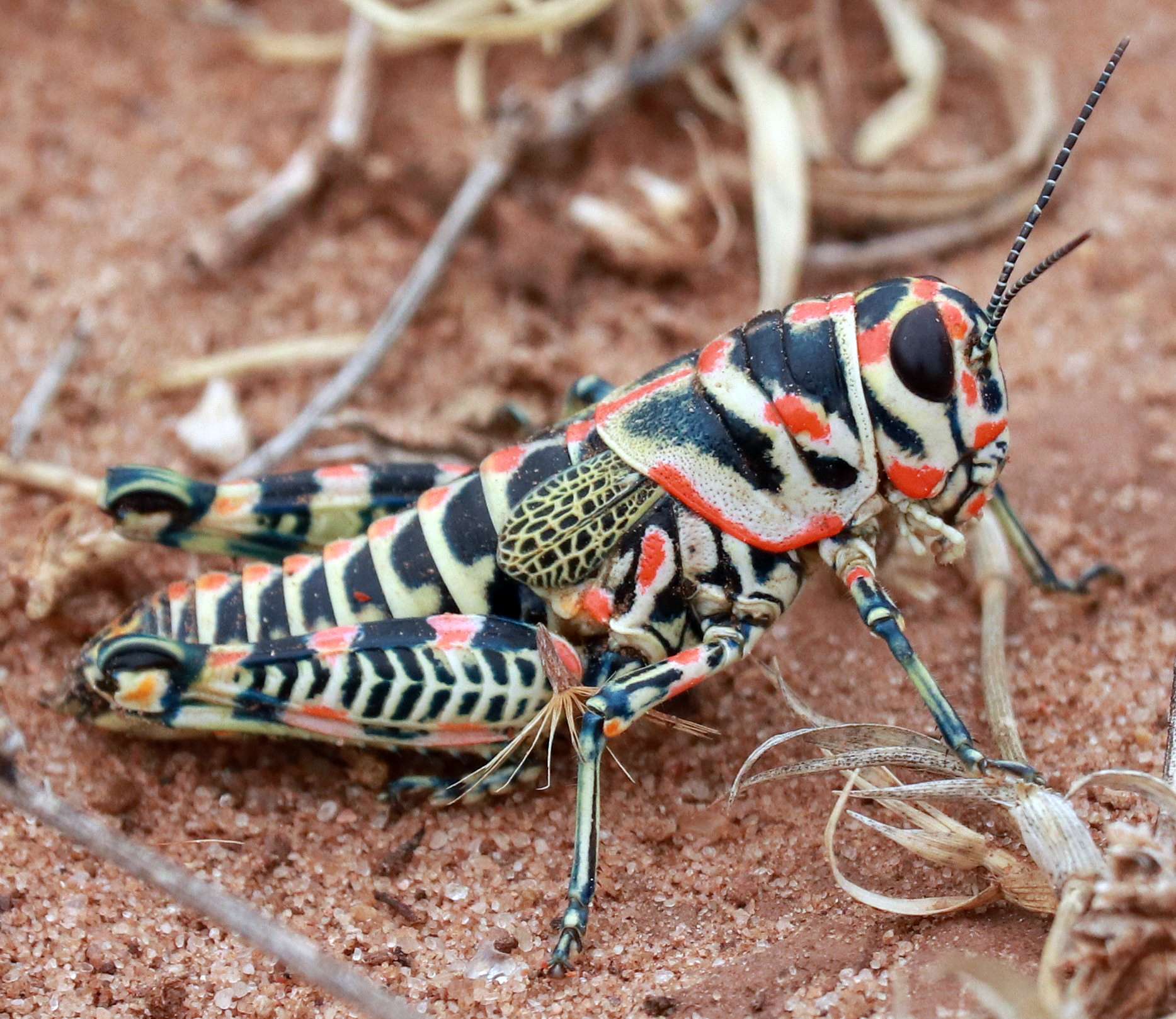 Dactylotum bicolor