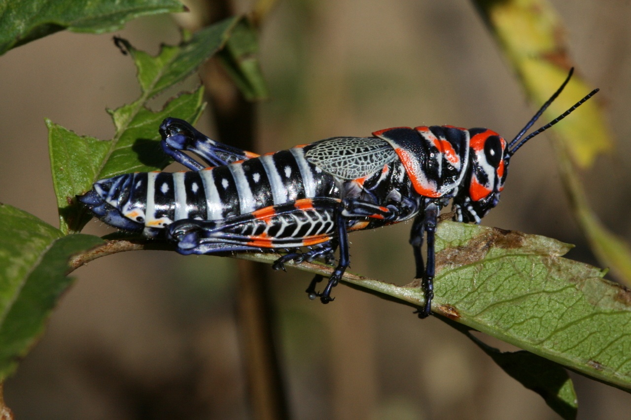 Dactylotum bicolor