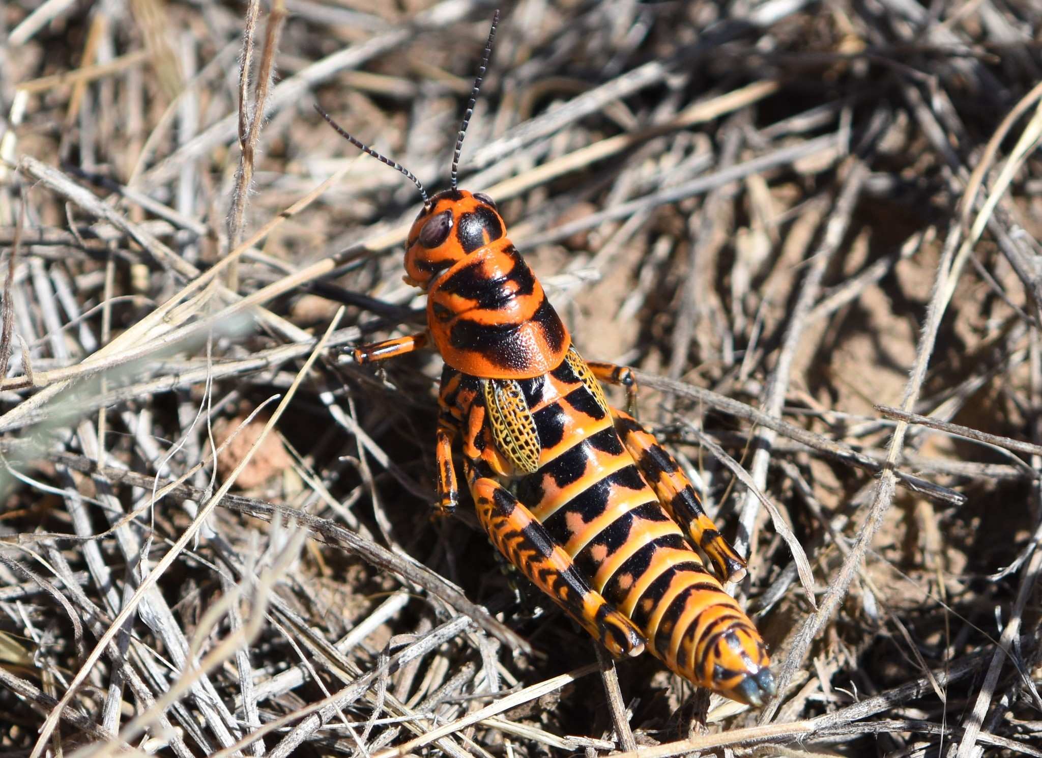Dactylotum bicolor