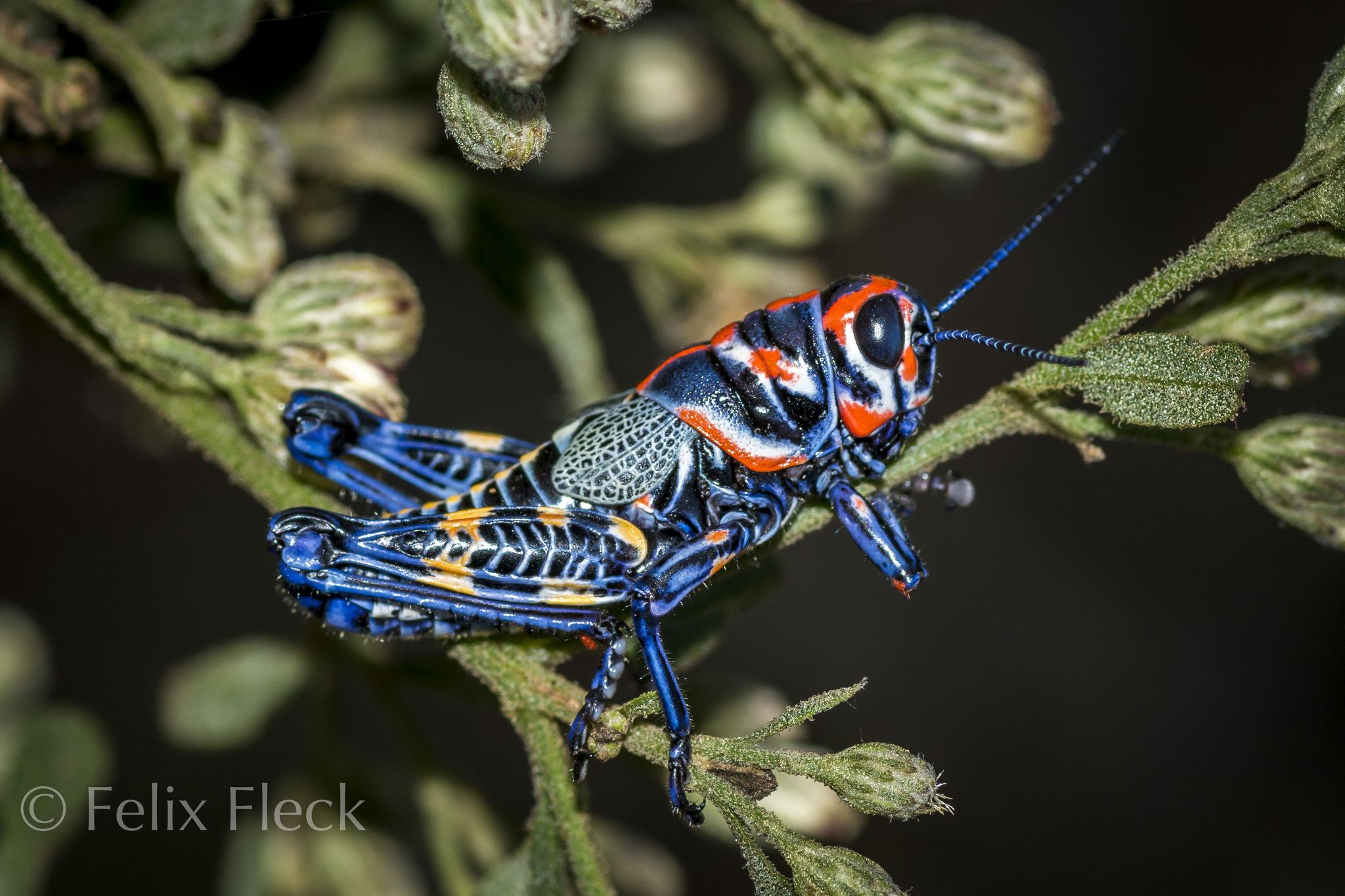 Dactylotum bicolor