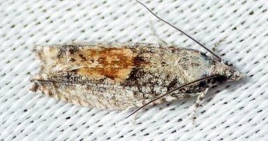Epinotia