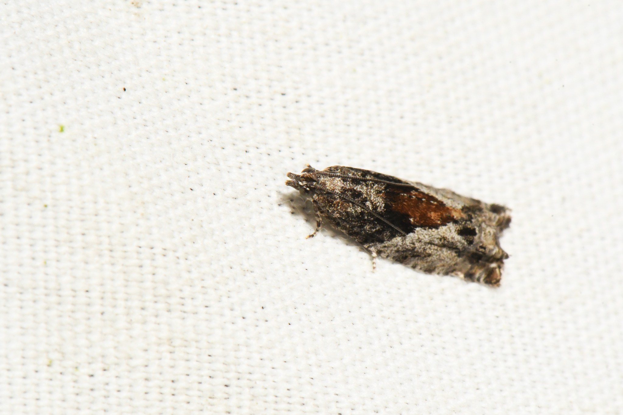 Epinotia