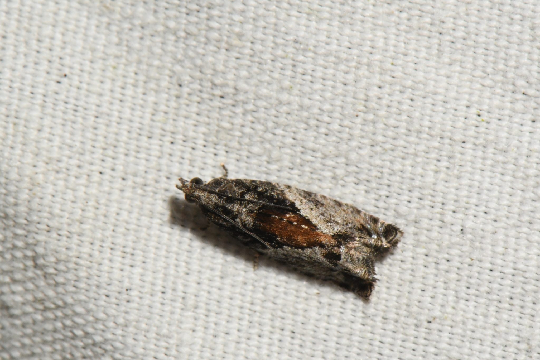 Epinotia