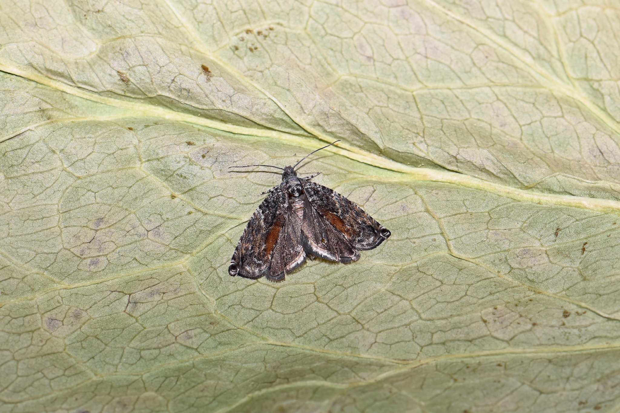 Epinotia