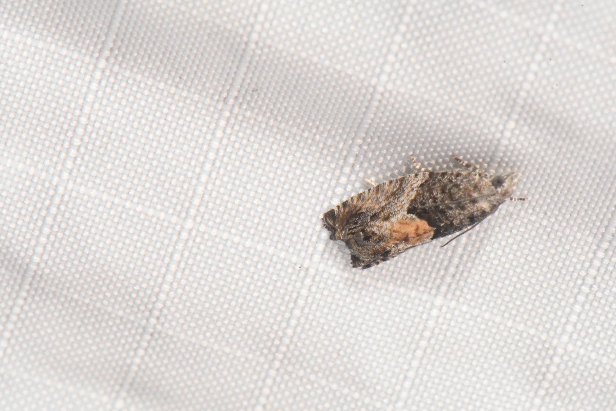 Epinotia