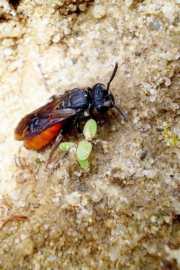 Sphecodes