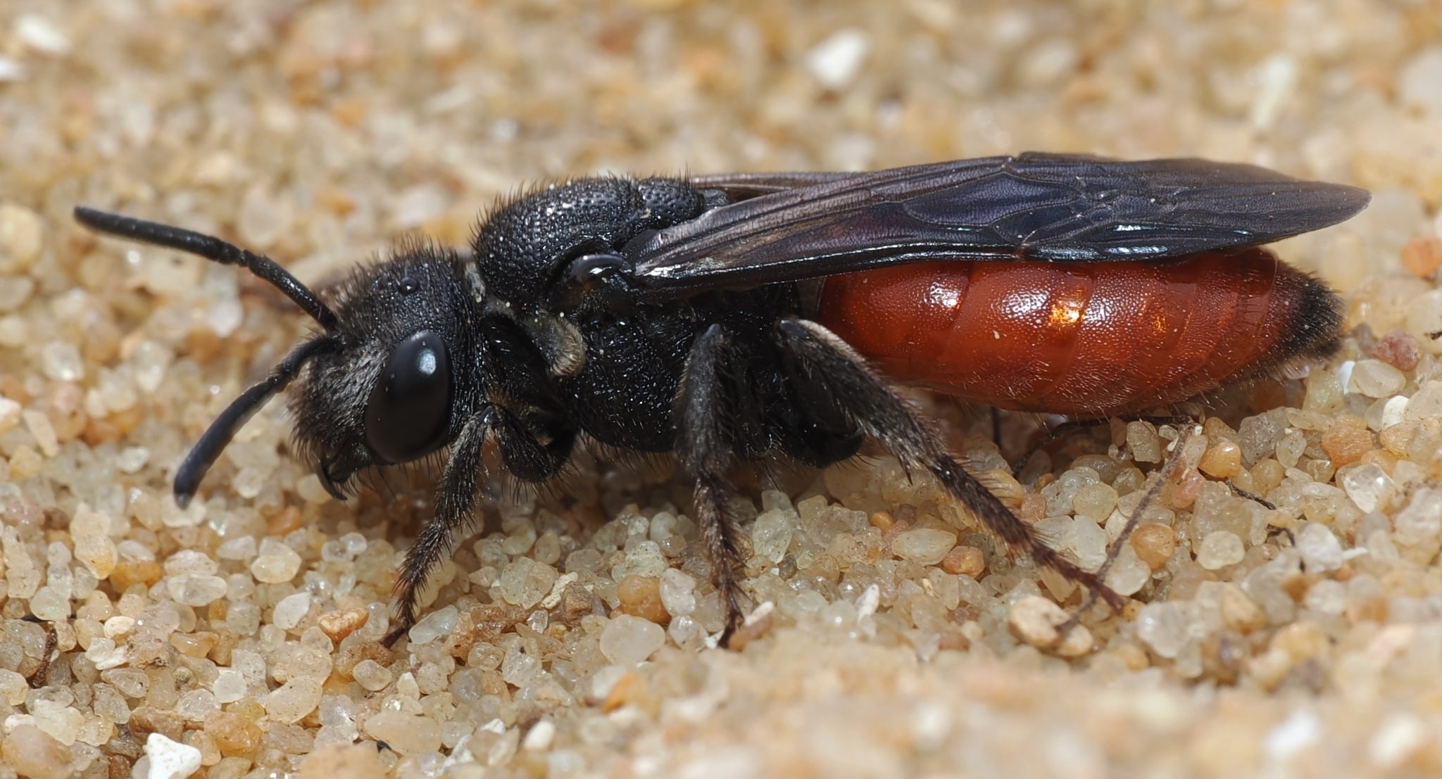 Sphecodes