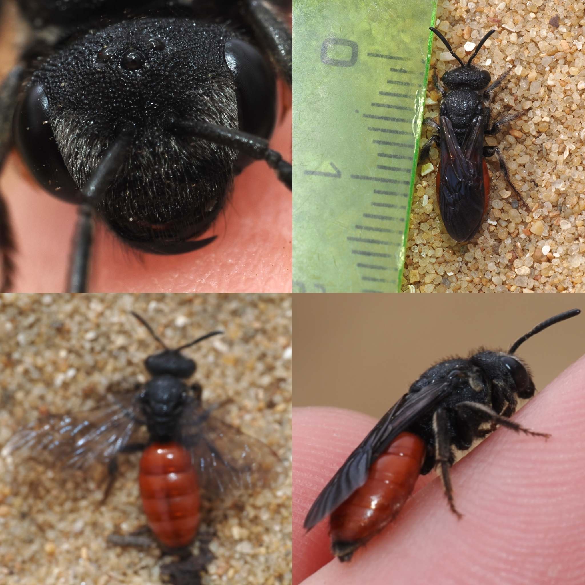 Sphecodes