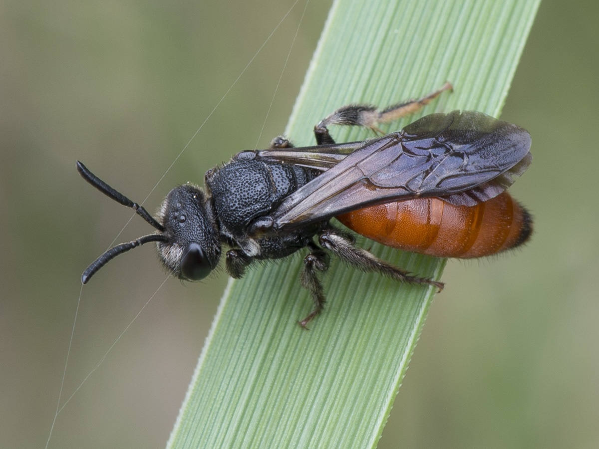 Sphecodes
