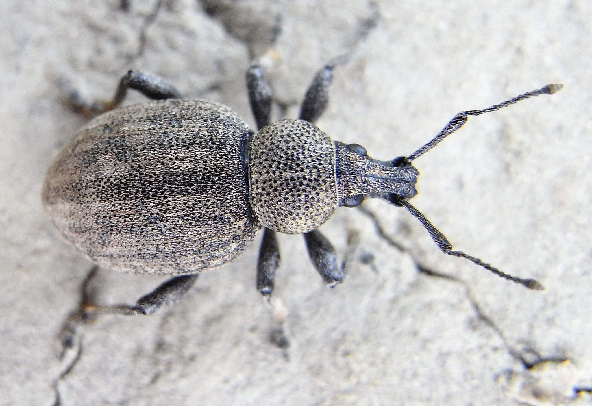 Otiorhynchus ligustici