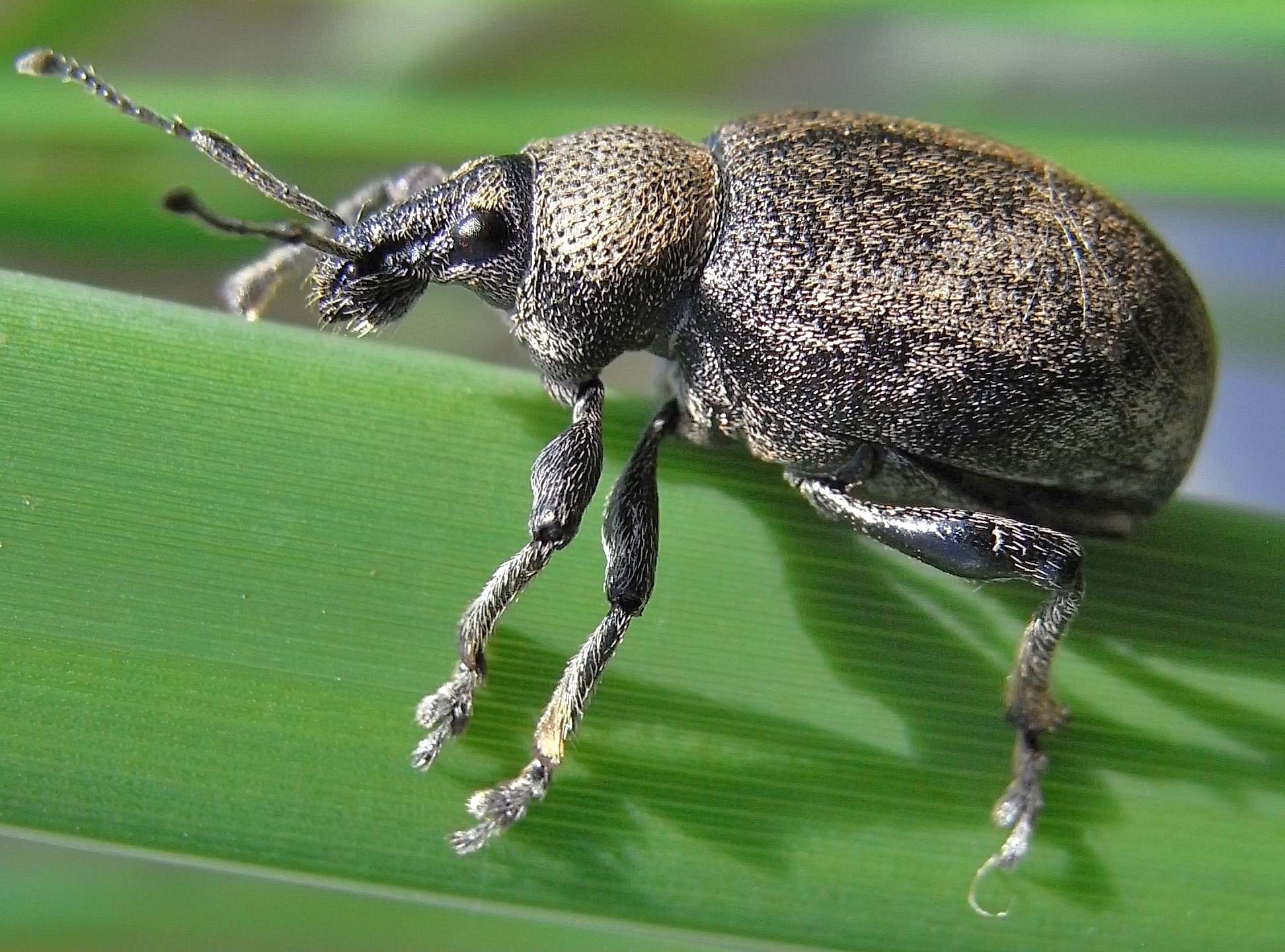Otiorhynchus ligustici