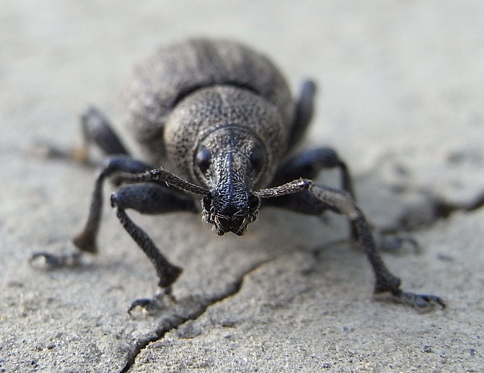 Otiorhynchus ligustici