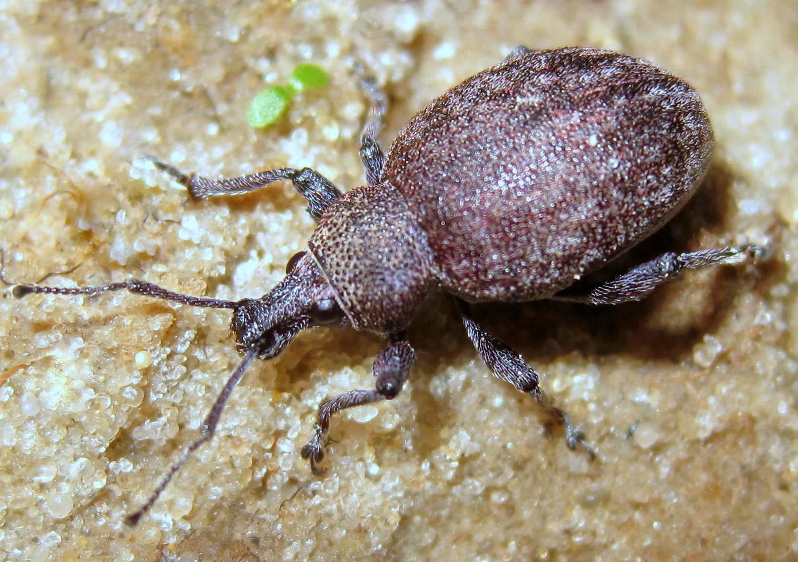 Otiorhynchus ligustici