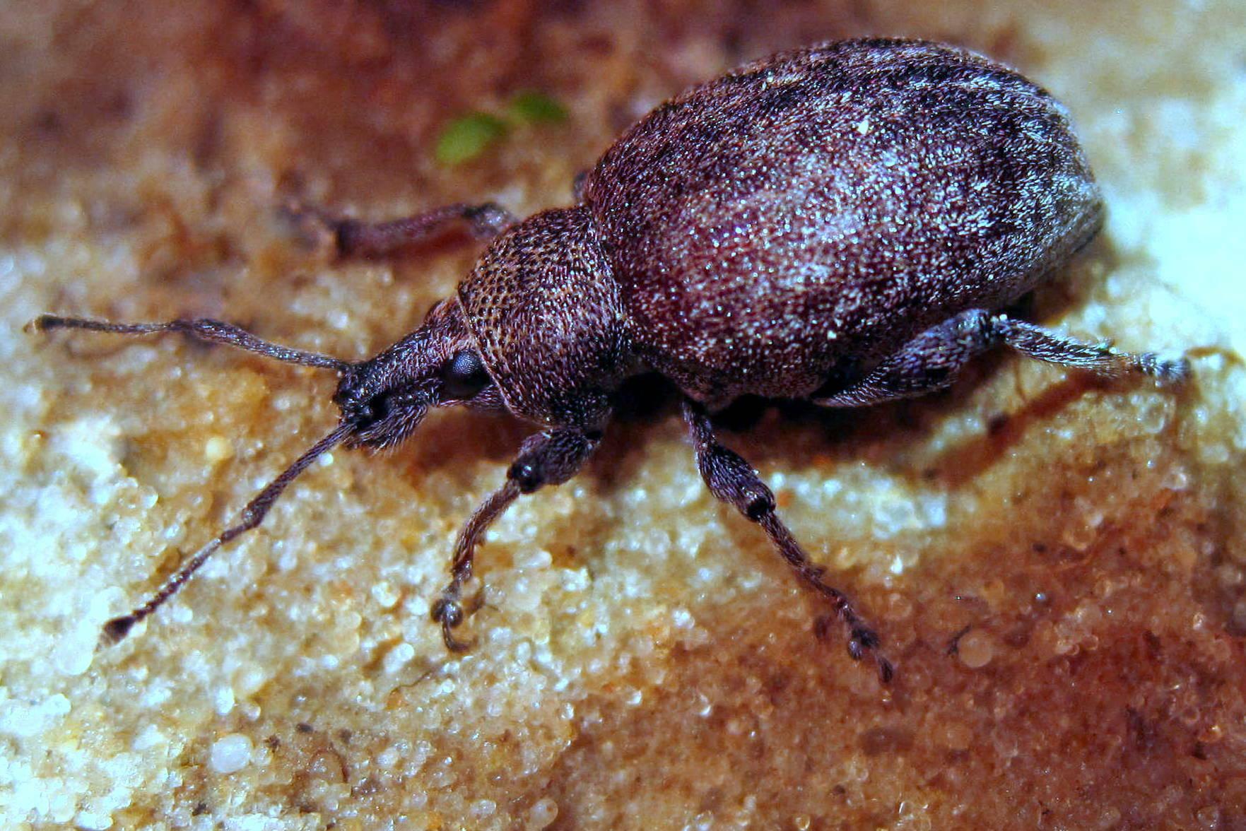 Otiorhynchus ligustici