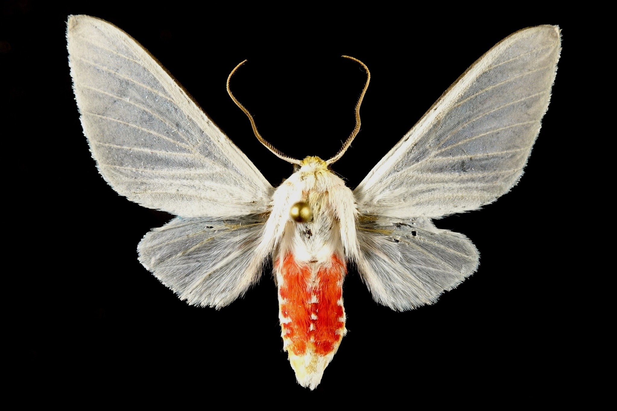 Eupseudosoma involutum