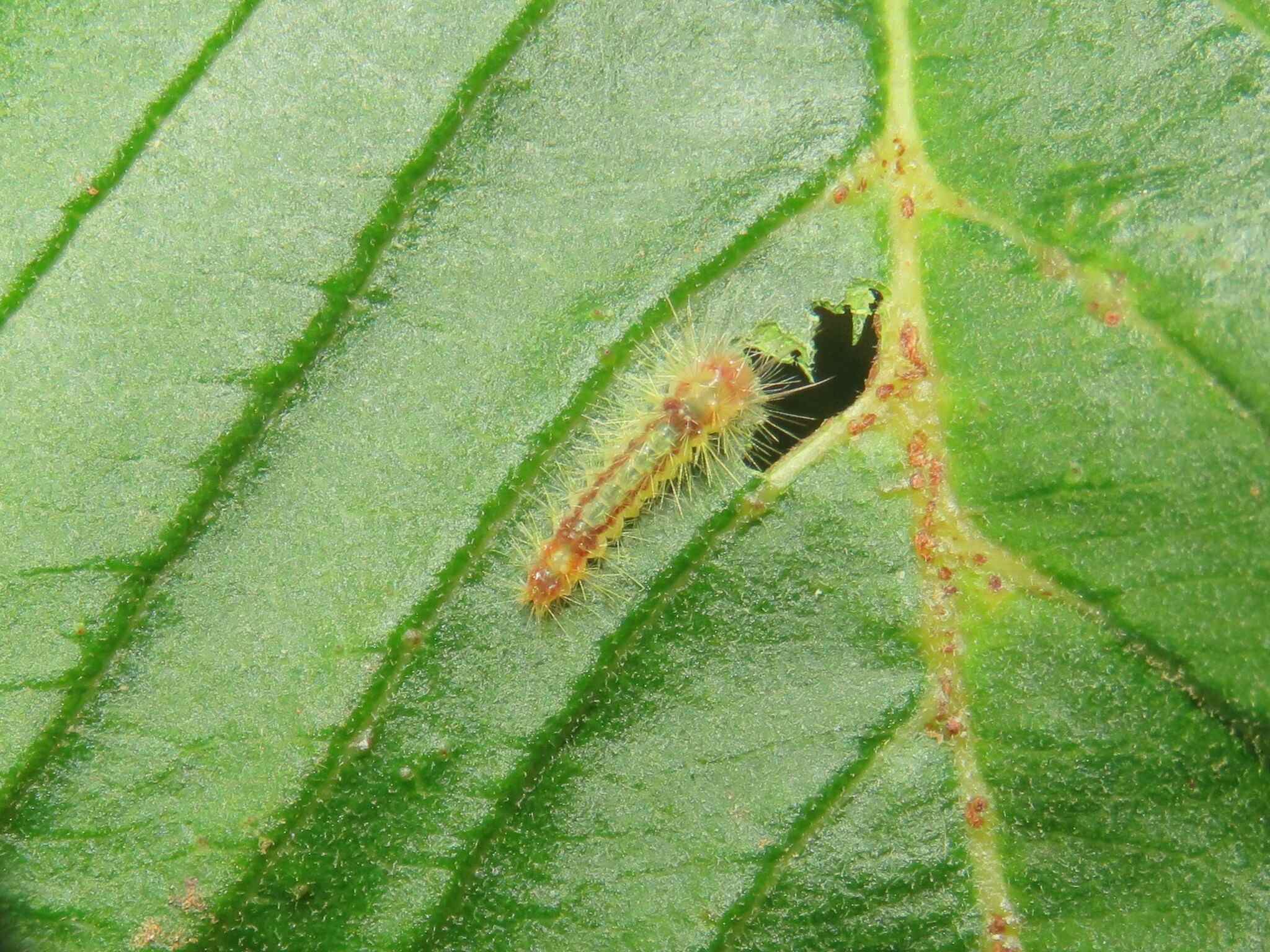 Eupseudosoma involutum