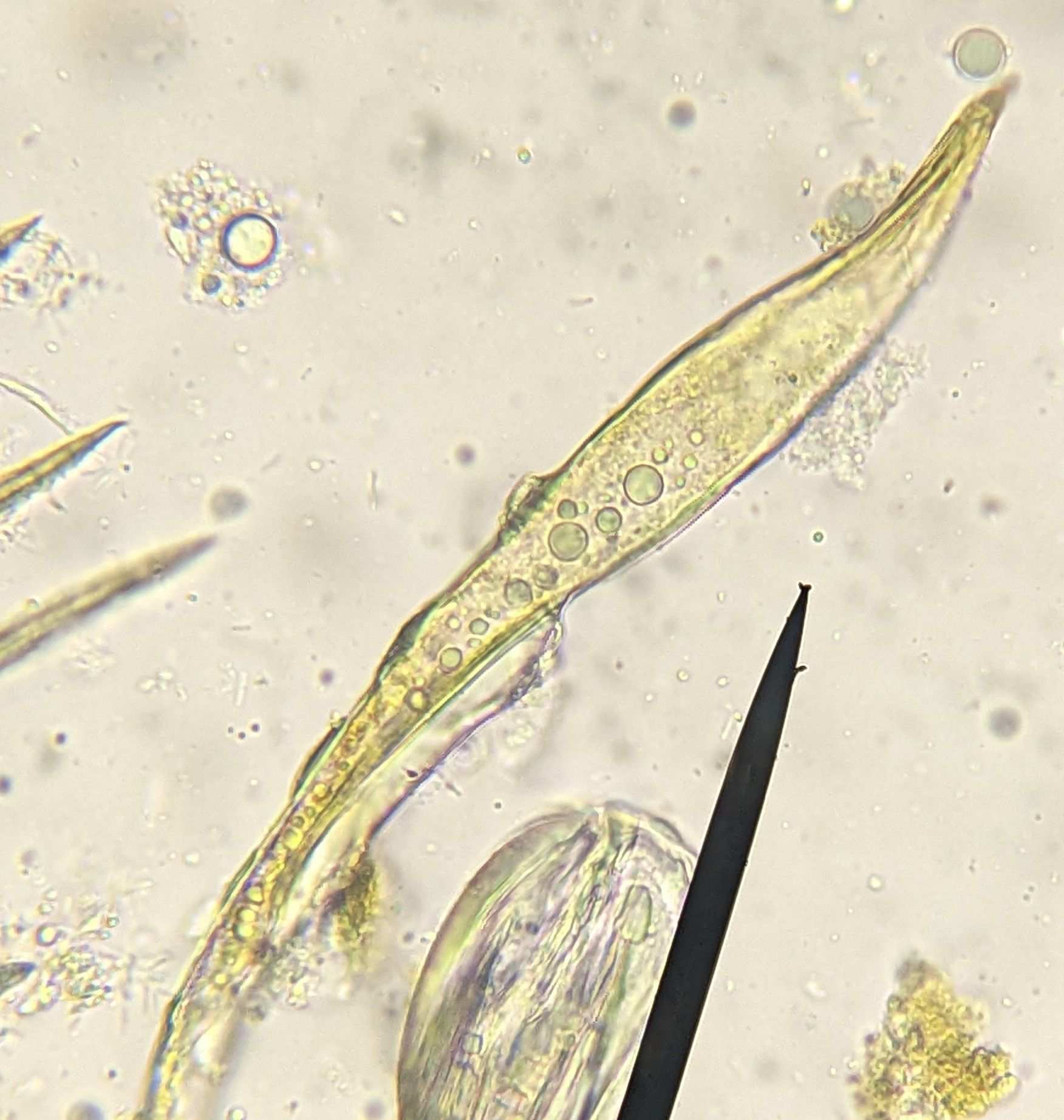 Hebata decipiens
