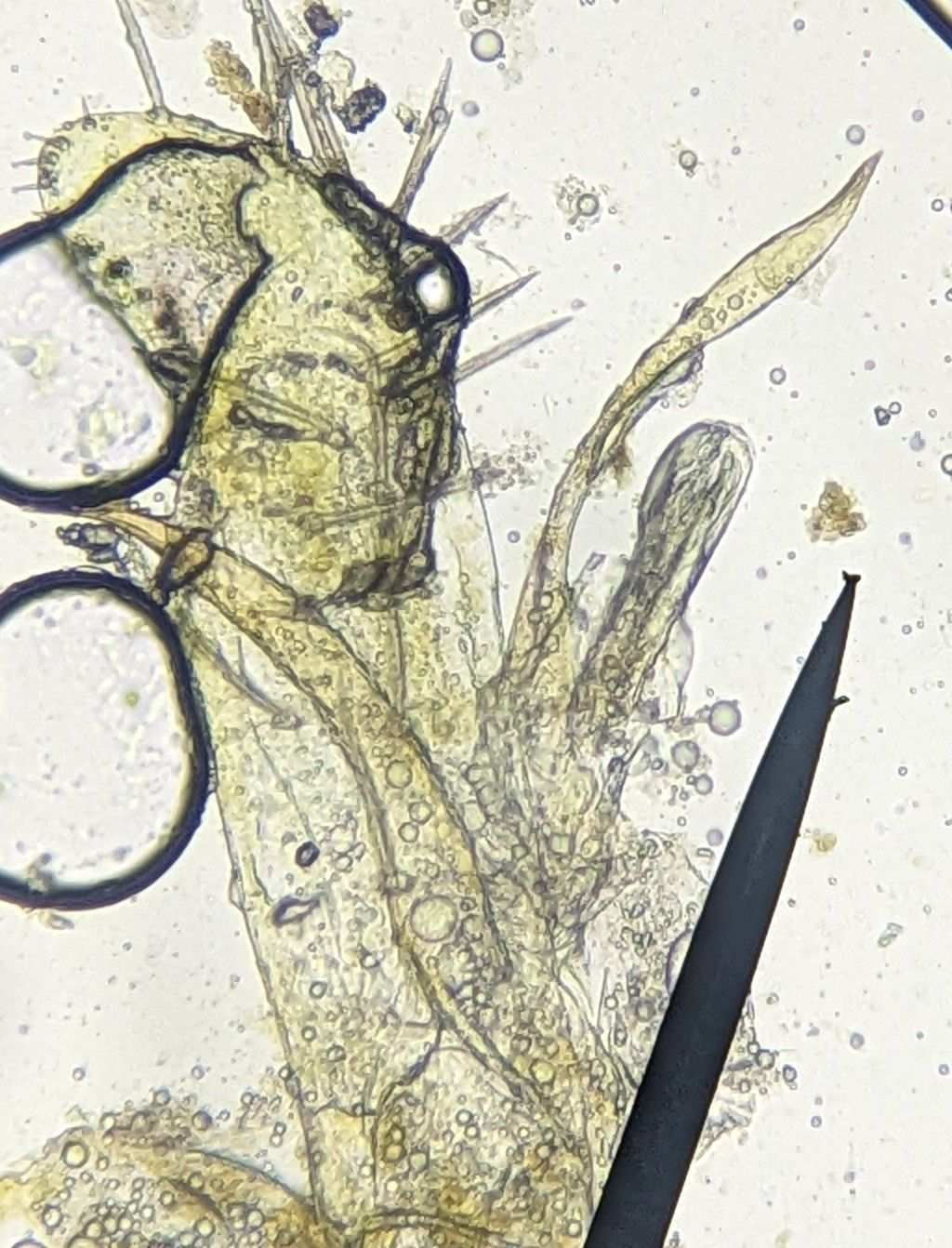 Hebata decipiens