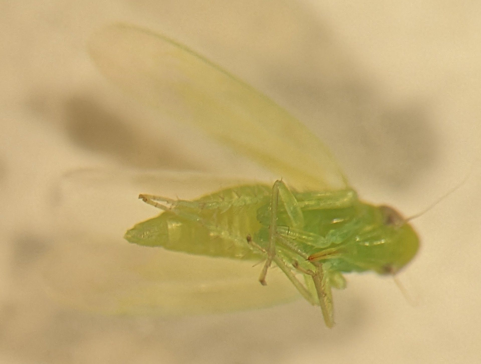 Hebata decipiens