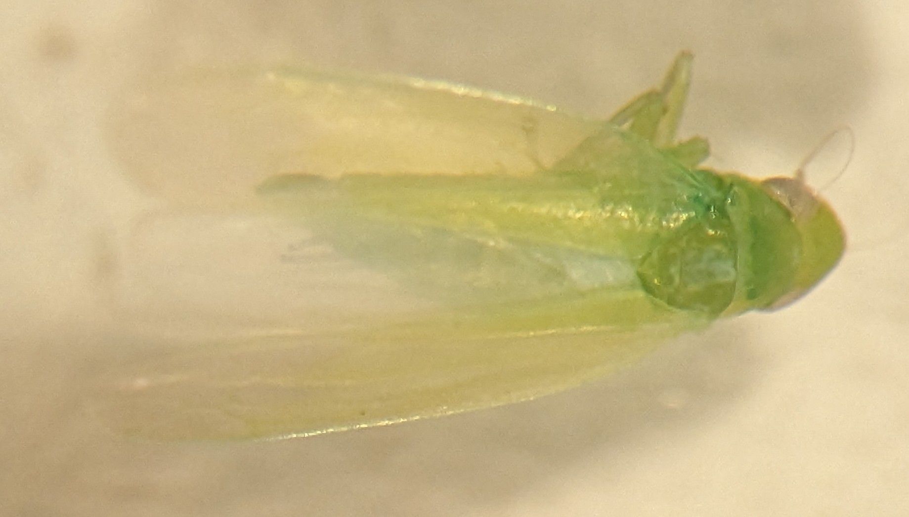 Hebata decipiens