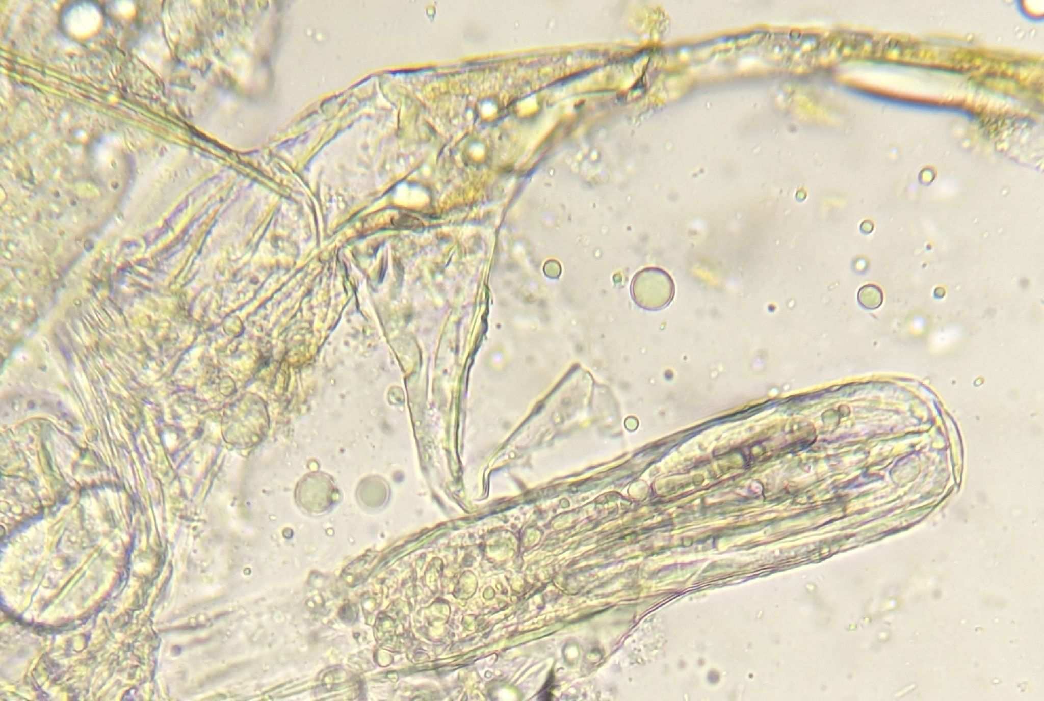 Hebata decipiens