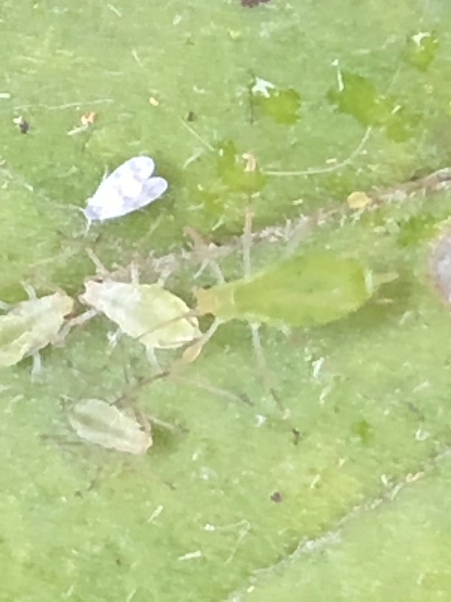Trialeurodes abutiloneus